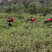 Great Frigatebird